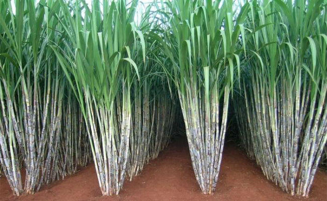 गन्ना किसानो के लिए प्रदेश के मुख्यमंत्री का सम्बोधन गन्ना किसानो के लिए प्रदेश के मुख्यमंत्री का सम्बोधन