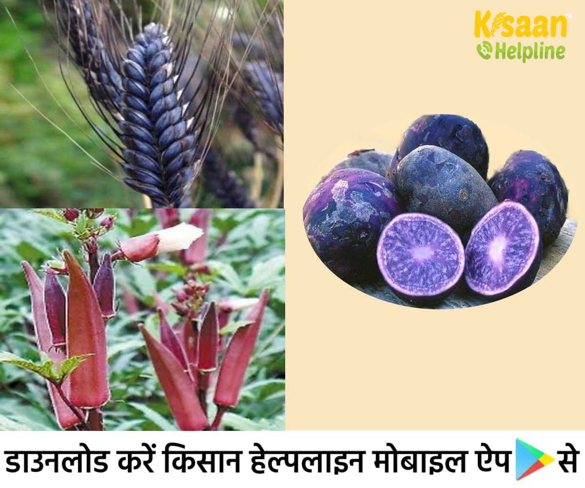Progressive Farmer: मध्य प्रदेश के प्रगतिशील किसान कर रहे है काले गेहूं, नीले आलू और लाल भिंडी की खेती Progressive Farmer: मध्य प्रदेश के प्रगतिशील किसान कर रहे है काले गेहूं, नीले आलू और लाल भिंडी की खेती