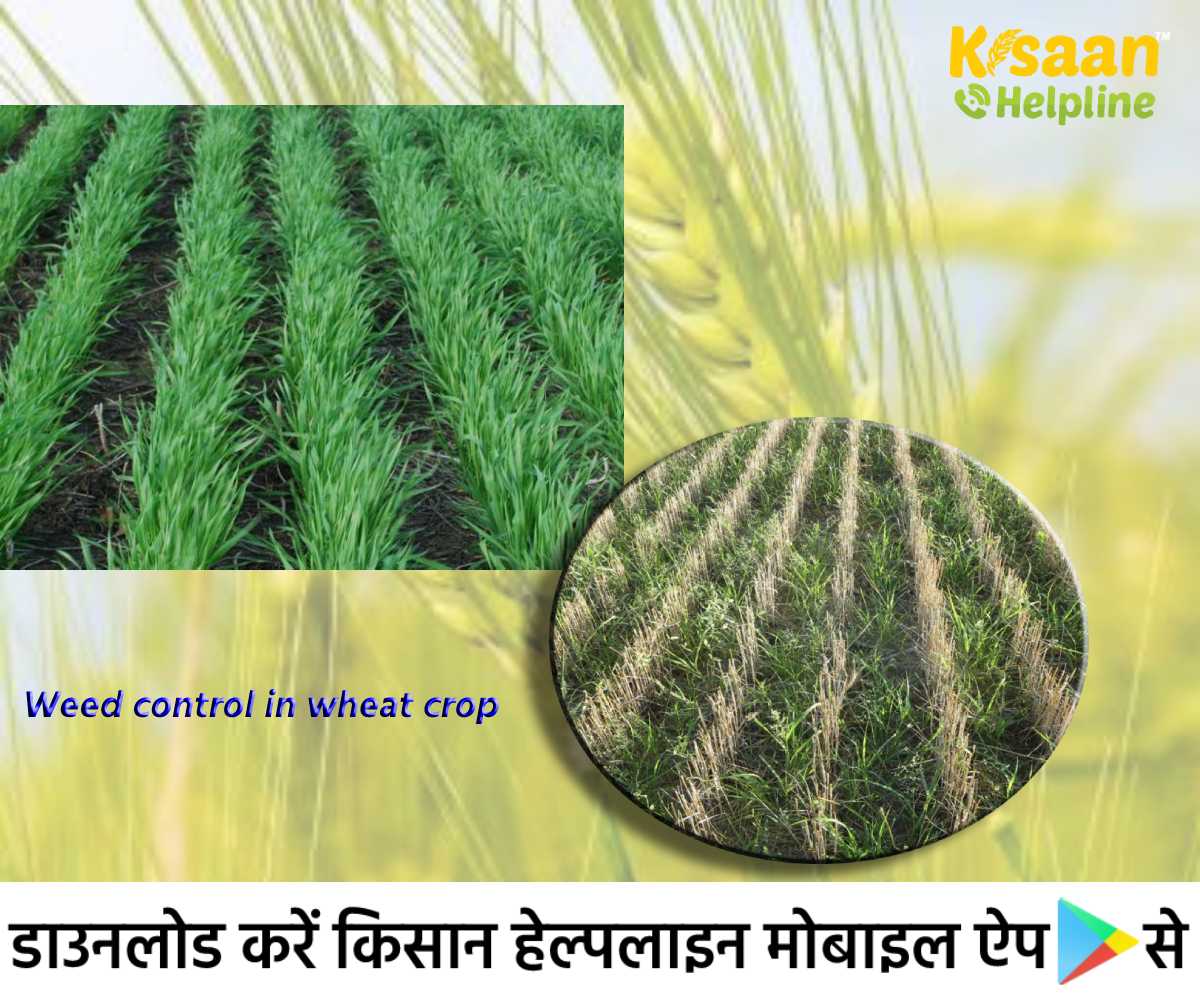 गेहूं की खेती में अच्छे उत्पादन के लिए आवश्यक है खरपतवार नियंत्रण, जानिए गेहूं के फसल में खरपतवार नियंत्रण