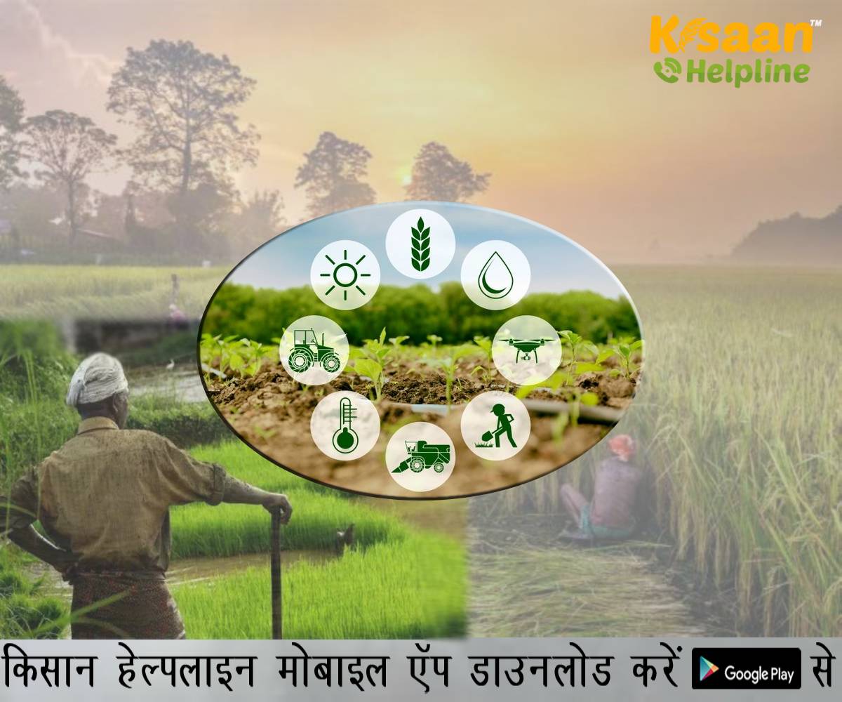 कृषि वैज्ञानिकों ने जारी किया मौसम आधारित कृषि परामर्श, किसान भाई रखें इन बातों का ध्यान वरना हो सकता है नुकसान कृषि वैज्ञानिकों ने जारी किया मौसम आधारित कृषि परामर्श, किसान भाई रखें इन बातों का ध्यान वरना हो सकता है नुकसान
