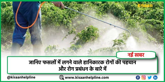 जानिए फसलों में लगने वाले हानिकारक रोगों की पहचान और रोग प्रबंधन के बारे में