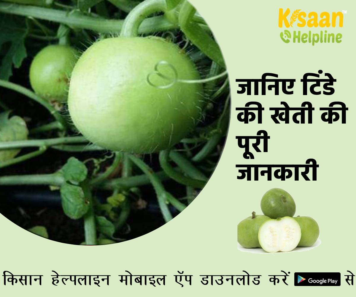 जानिए टिंडे की खेती की पूरी जानकारी