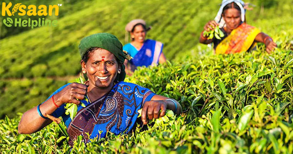 असम में छोटे चाय उत्पादकों को महामारी के कारण 500 करोड़ रुपये का नुकसान होने का अनुमान असम में छोटे चाय उत्पादकों को महामारी के कारण 500 करोड़ रुपये का नुकसान होने का अनुमान