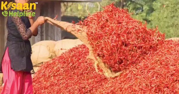 मिर्च की कीमतें नहीं है, लॉकडाउन के बाद बढ़ने की संभावना मिर्च की कीमतें नहीं है, लॉकडाउन के बाद बढ़ने की संभावना