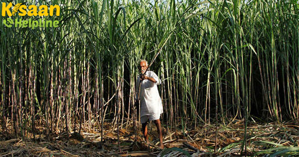 चीनी मिलों का 16,000 करोड़ रुपये से अधिक गन्ना भुगतान बकाया है चीनी मिलों का 16,000 करोड़ रुपये से अधिक गन्ना भुगतान बकाया है