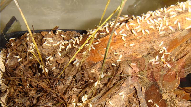 घर और फसल में लगने वाली दीमक से बचने का उपाय जाने घर और फसल में लगने वाली दीमक से बचने का उपाय जाने