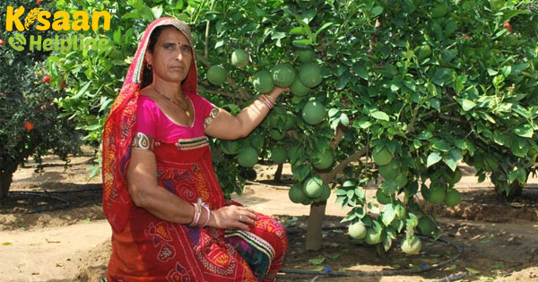 अनार और सेब उगाकर महिला किसान संतोष खेदड़ कमाती हैं लाखों रूपये, एफटीबी में जानिए इनकी सफलता की कहानी अनार और सेब उगाकर महिला किसान संतोष खेदड़ कमाती हैं लाखों रूपये, एफटीबी में जानिए इनकी सफलता की कहानी