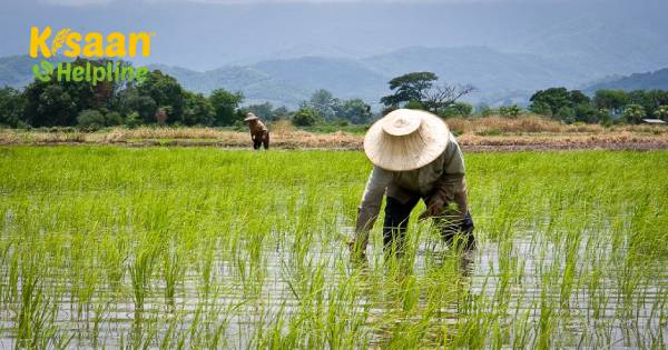 भारत का चावल उत्पादन रिकॉर्ड तोड़ सकता है क्योंकि किसान क्षेत्र का विस्तार करते हैं भारत का चावल उत्पादन रिकॉर्ड तोड़ सकता है क्योंकि किसान क्षेत्र का विस्तार करते हैं