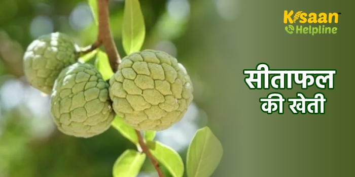 सीताफल की खेती किसानों को दे सकती है अच्छा खासा मुनाफा, एक एकड़ से कमा सकते है लाखों रूपये