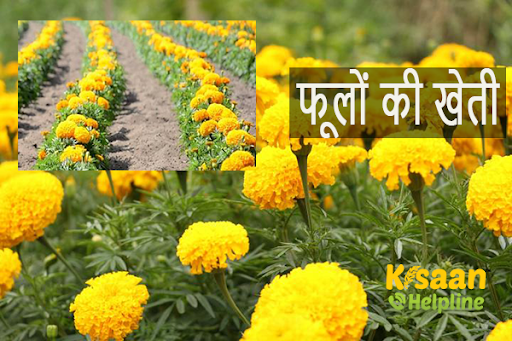 सफल किसान की कहानी, फूलों की खेती बनी कमाई का जरिया सफल किसान की कहानी, फूलों की खेती बनी कमाई का जरिया