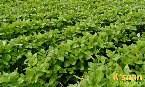 सोयाबीन की फसल के लिए उपयोगी कदम, पढ़े और अपनाये सोयाबीन की फसल के लिए उपयोगी कदम, पढ़े और अपनाये