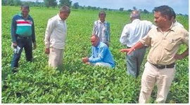 मन्दसौर:  कृषि वैज्ञानिकों ने किसानों को कीटनाशक डालने के तरीके बताए मन्दसौर:  कृषि वैज्ञानिकों ने किसानों को कीटनाशक डालने के तरीके बताए