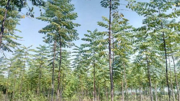 मालाबार नीम की खेती से जुड़ी जानकारी पढ़े और शेयर करे - पहला पृष्ठ