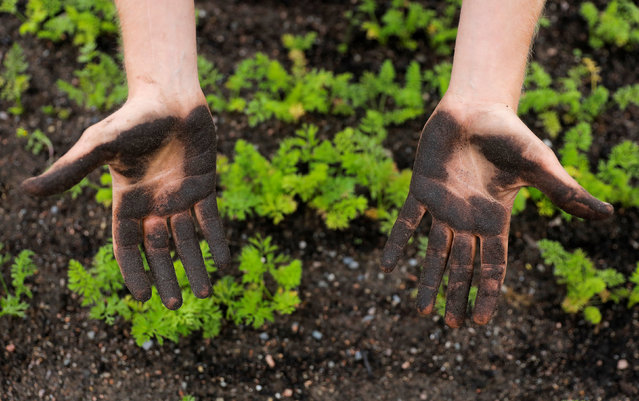 जैविक खाद बनाने वाले किसानो के लिए विशेष जानकारी और सावधानियाँ जैविक खाद बनाने वाले किसानो के लिए विशेष जानकारी और सावधानियाँ