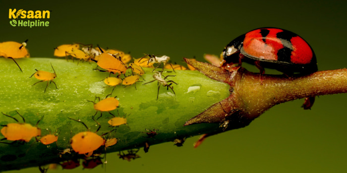 जैविक खेती में जैविक कीट प्रबंधन में रखें ये सावधानियां जैविक खेती में जैविक कीट प्रबंधन में रखें ये सावधानियां