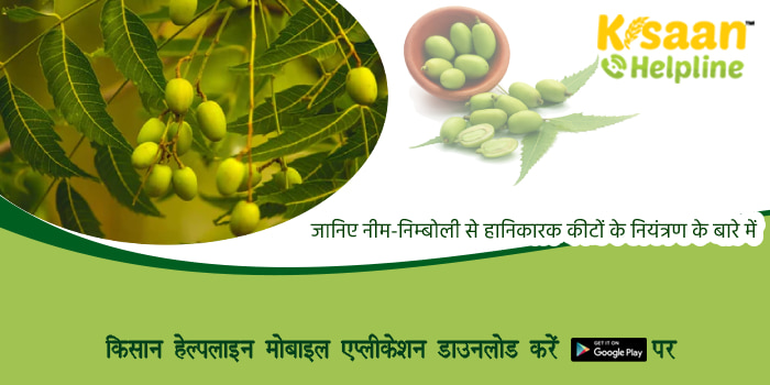 जानिए नीम-निम्बोली से हानिकारक कीटों के नियंत्रण के बारे में जानिए नीम-निम्बोली से हानिकारक कीटों के नियंत्रण के बारे में