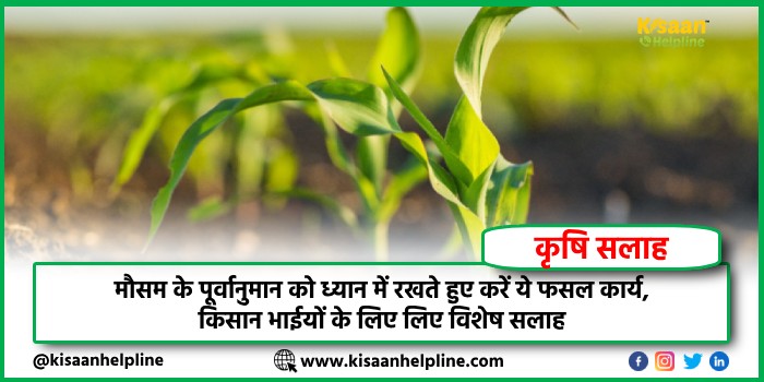 मौसम के पूर्वानुमान को ध्यान में रखते हुए करें ये फसल कार्य, किसान भाईयों के लिए विशेष सलाह मौसम के पूर्वानुमान को ध्यान में रखते हुए करें ये फसल कार्य, किसान भाईयों के लिए विशेष सलाह