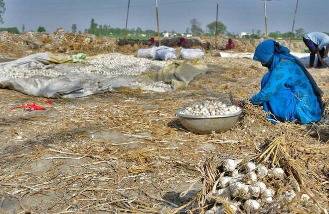 लहसुन के अच्छे भावों से किसानो में ख़ुशी की लहर लहसुन के अच्छे भावों से किसानो में ख़ुशी की लहर