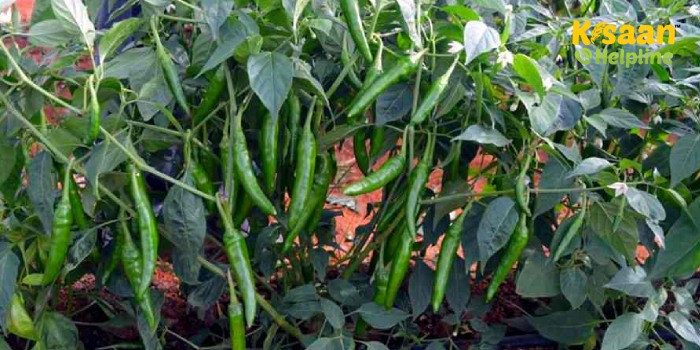 जानिए मिर्च की फसल में लगने वाले हानिकारक रोगों के लक्षण और रोकथाम के उपाय