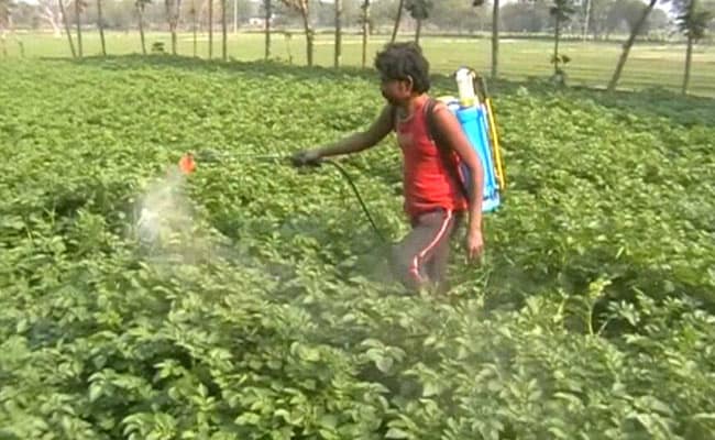 कीटनाशक के छिड़काव के लिए घोल तैयार करते समय क्या करें  कीटनाशक के छिड़काव के लिए घोल तैयार करते समय क्या करें