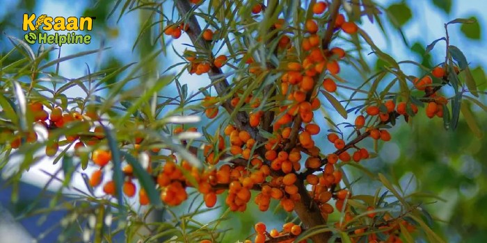 चमत्कारी फल है सी-बकथॉर्न, जानिए इसके उपयोग और औषधीय लाभ के बारे में चमत्कारी फल है सी-बकथॉर्न, जानिए इसके उपयोग और औषधीय लाभ के बारे में