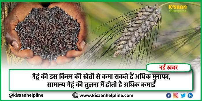 गेहूं की इस किस्म की खेती से कमा सकते हैं अधिक मुनाफा, सामान्य गेहूं की तुलना में होती है अधिक कमाई