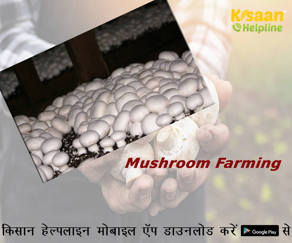 मशरूम की खेती से कैसे इस किसान ने बढ़ाई अपनी कमाई 10 गुना, जानिए प्रगतिशील किसान की कहानी
