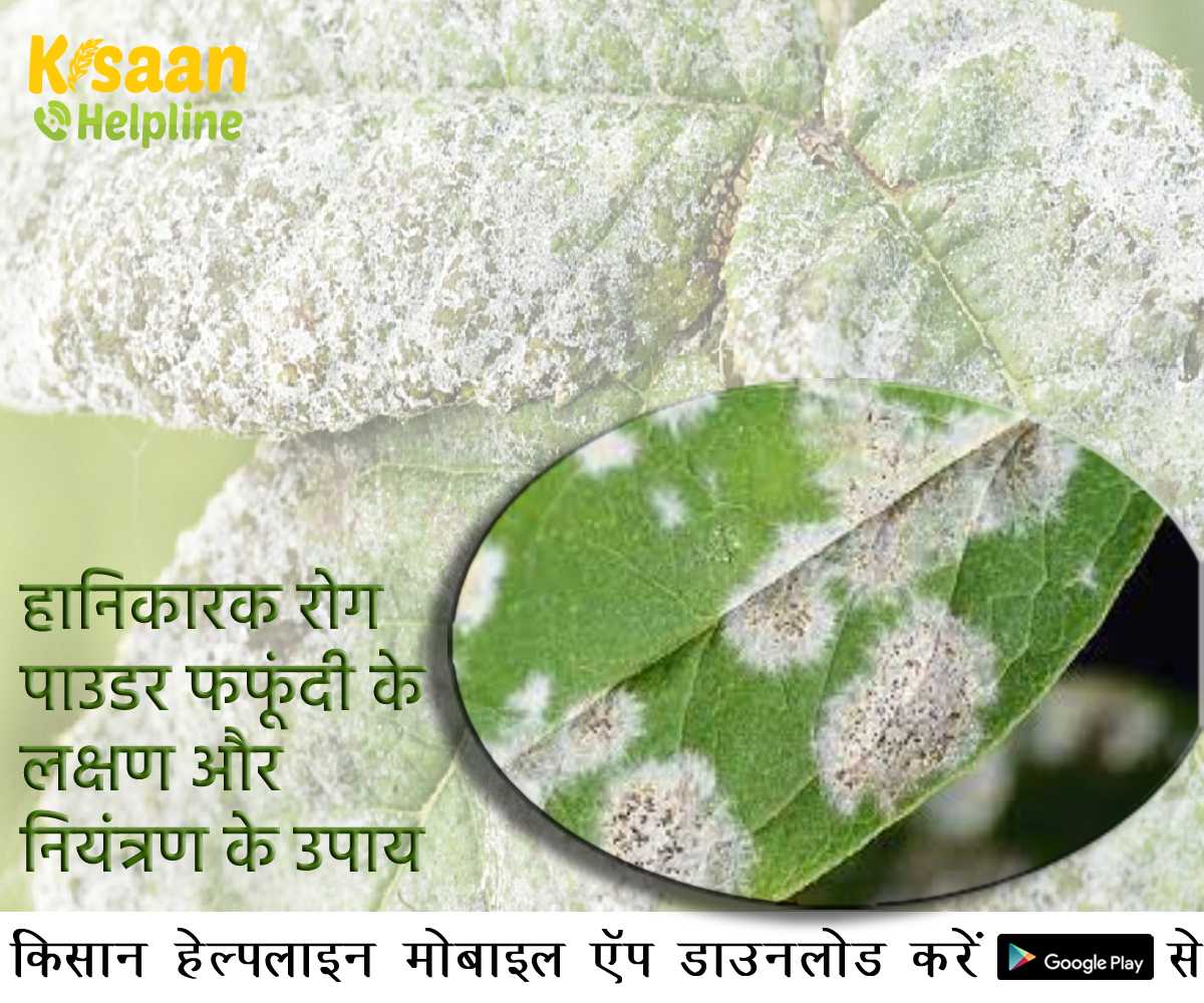 Crop Disease: फसलों में लगने वाला हानिकारक रोग पाउडर फफूंदी के लक्षण और नियंत्रण के उपाय Crop Disease: फसलों में लगने वाला हानिकारक रोग पाउडर फफूंदी के लक्षण और नियंत्रण के उपाय