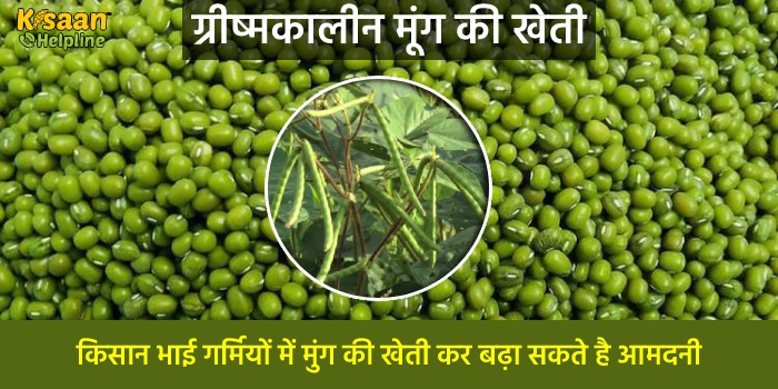 ग्रीष्मकालीन मूंग की खेती : किसान भाई गर्मियों में मुंग की खेती कर बढ़ा सकते है आमदनी