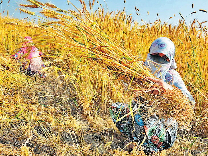 गेहूं की कटाई में बरती जाने वाली महत्वपूर्ण सावधानियां, जो किसानों के बहुत काम आएंगी गेहूं की कटाई में बरती जाने वाली महत्वपूर्ण सावधानियां, जो किसानों के बहुत काम आएंगी