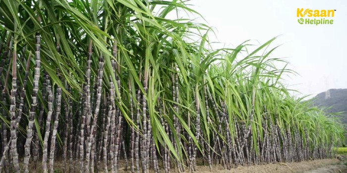 जानिए गन्ना बुवाई की इस तकनीक के बारे में, कम लागत में मिलेगा अच्छा मुनाफा