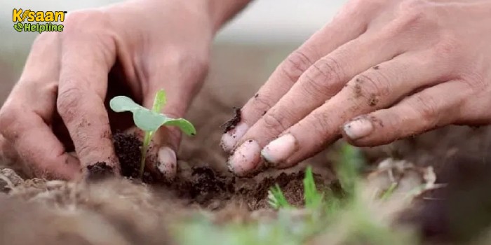 सफलता की कहानी: एक सॉफ्टवेयर इंजीनियर जिसने जैविक खेती के लिए आईटी की नौकरी छोड़ दी, अब कर रहा है लाखों की कमाई सफलता की कहानी: एक सॉफ्टवेयर इंजीनियर जिसने जैविक खेती के लिए आईटी की नौकरी छोड़ दी, अब कर रहा है लाखों की कमाई