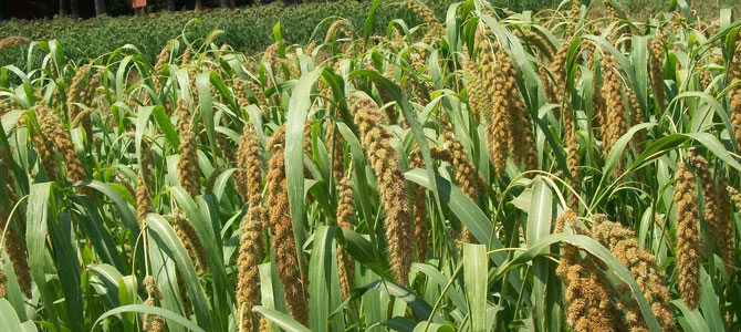 धान की सीधी बुवाई करने वाले किसानों को मिलेंगे पांच हजार रुपये धान की सीधी बुवाई करने वाले किसानों को मिलेंगे पांच हजार रुपये