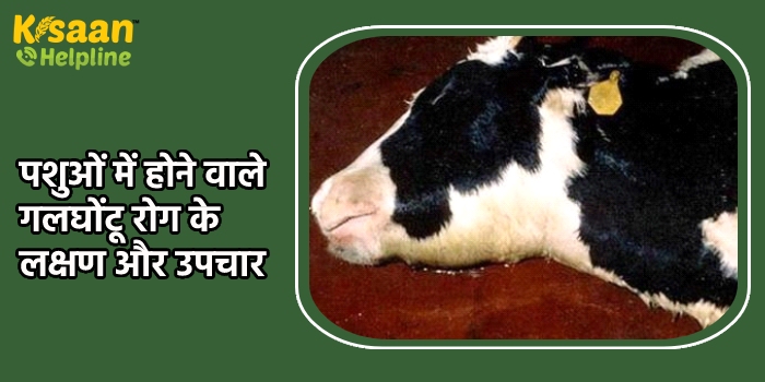 बरसात के दिनों में रखें पशुओं का विशेष ध्यान, पशुओं में होने वाले गलघोंटू रोग के लक्षण और उपचार बरसात के दिनों में रखें पशुओं का विशेष ध्यान, पशुओं में होने वाले गलघोंटू रोग के लक्षण और उपचार