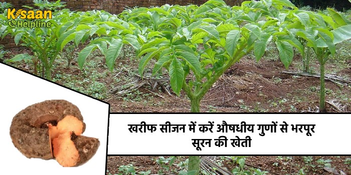 खरीफ सीजन में करें औषधीय गुणों से भरपूर सूरन की खेती, कम लागत में कमाएं ज्यादा मुनाफा, जानिए खेती से जुड़ी महत्वपूर्ण जानकारी