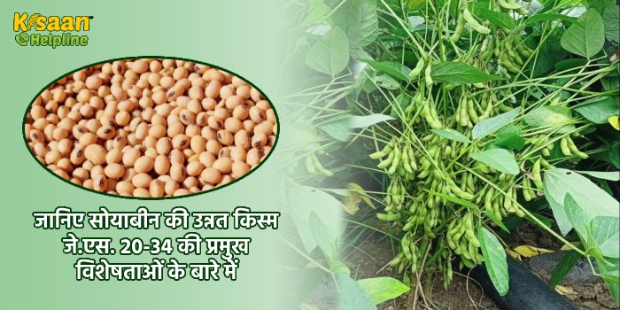 जानिए सोयाबीन की उन्नत किस्म जे.एस. 20-34 की प्रमुख विशेषताओं के बारे में