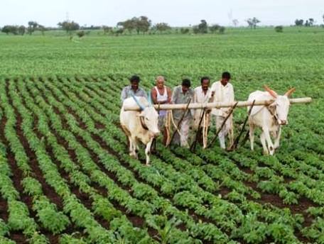 जैविक कृषि में ...... मटठा दवा  जैविक कृषि में ...... मटठा दवा