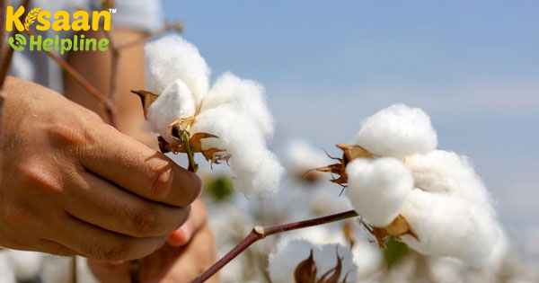 सीसीआई ने बिक्री को बढ़ावा देने के लिए कपास की कीमतों में कमी की सीसीआई ने बिक्री को बढ़ावा देने के लिए कपास की कीमतों में कमी की