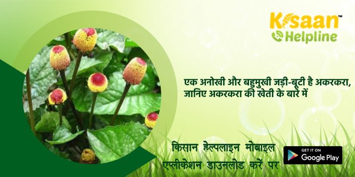 एक अनोखी और बहुमुखी जड़ी-बूटी है अकरकरा, जानिए अकरकरा की खेती के बारे में एक अनोखी और बहुमुखी जड़ी-बूटी है अकरकरा, जानिए अकरकरा की खेती के बारे में