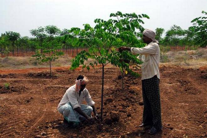 दूसरा पृष्ठ- मालाबार नीम की खेती से जुड़ी जानकारी पढ़े और शेयर करे 