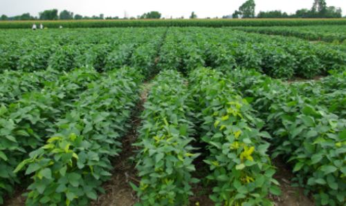 सोयाबीन की फसल का विपरीत मौसम में कैसे करे बचाव