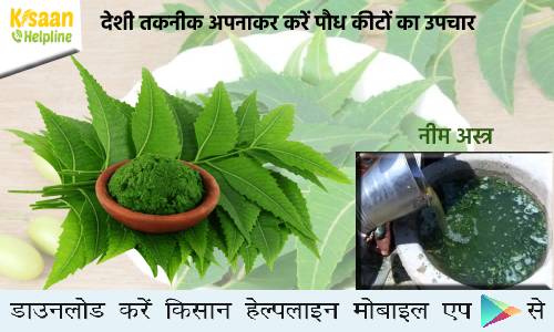 देशी तकनीक अपनाकर करें पौध कीटों का उपचार, जानिए नीम अस्त्र बनाने का आसान तरीका  देशी तकनीक अपनाकर करें पौध कीटों का उपचार, जानिए नीम अस्त्र बनाने का आसान तरीका