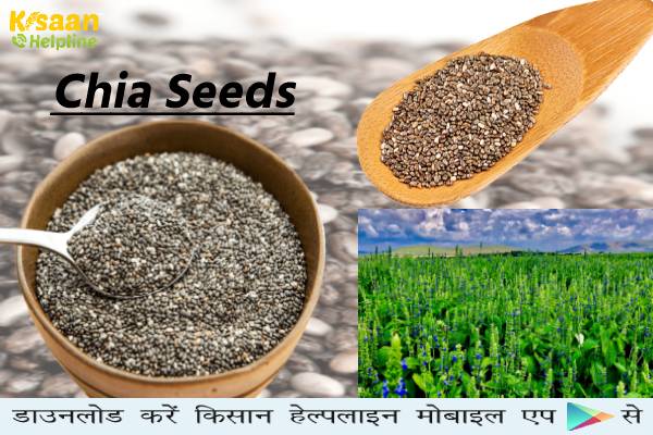 चिया सीड्स जो की सुपर फ़ूड के नाम से विदेशी बाजारों में विख्यात है, आइये जानते है चिया सीड्स की खेती और फायदे के बारे में