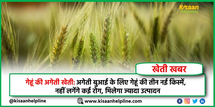 गेहूं की अगेती खेती: अगेती बुआई के लिए गेहूं की तीन नई किस्में, नहीं लगेंगे कई रोग, मिलेगा ज्यादा उत्पादन