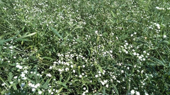 गाजरघास को नष्ट करने में मदद करेगा यह कीट, पढ़े पूरी जानकारी गाजरघास को नष्ट करने में मदद करेगा यह कीट, पढ़े पूरी जानकारी