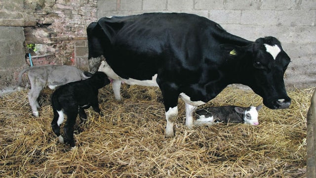 पालतू पशुओ के नवजात बच्छे/बच्छियों की संभावित बीमारियाँ एवं रोकथाम पालतू पशुओ के नवजात बच्छे/बच्छियों की संभावित बीमारियाँ एवं रोकथाम
