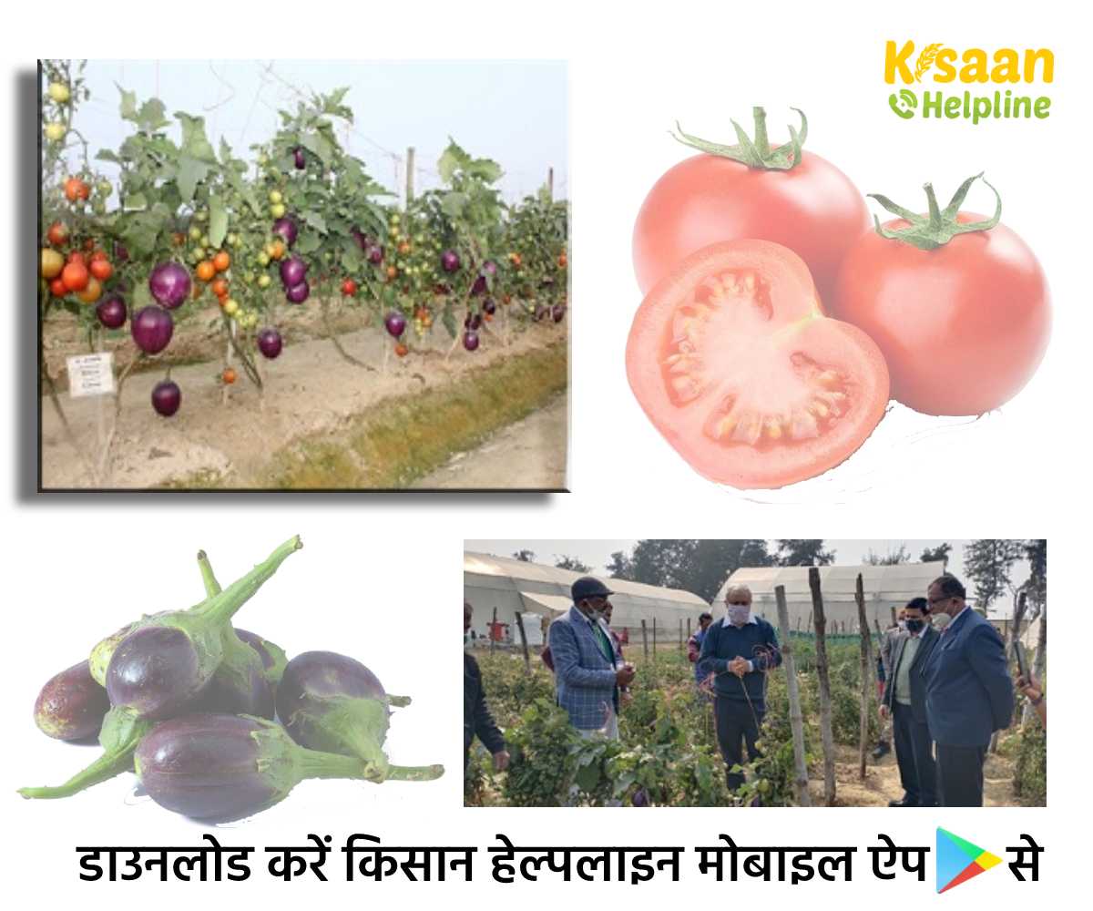 Modern Farming Methods: ग्राफ्टिंग के माध्यम से एक ही पौधे में बैंगन और टमाटर का उत्पादन करने के लिए एक नवीन तकनीक Modern Farming Methods: ग्राफ्टिंग के माध्यम से एक ही पौधे में बैंगन और टमाटर का उत्पादन करने के लिए एक नवीन तकनीक