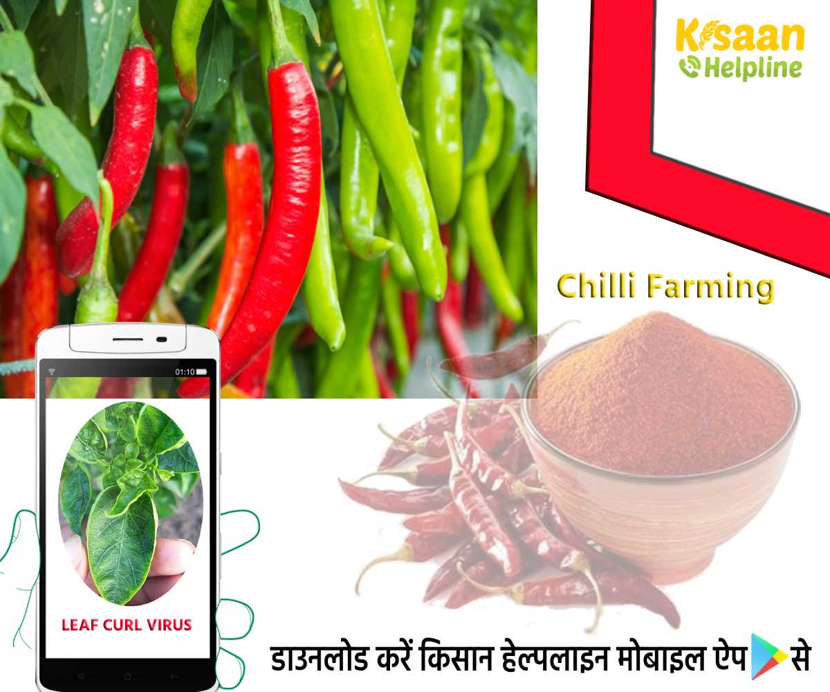 मिर्च की खेती: मिर्ची के पौधों में लगने वाले वायरस से फसल की सुरक्षा, जानिए मिर्च पर लीफ कर्ल वायरस के लक्षण और नियंत्रण के उपाय