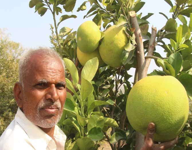 जैविक खेती कर किसान ने किया करिश्मा| ढाई किलो की मौसमी जैविक खेती कर किसान ने किया करिश्मा| ढाई किलो की मौसमी