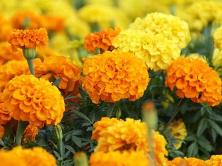 गर्मियों में भी की जा सकेगी, गेंदा के फूलों की खेती, 5 साल के प्रयास के बाद वैज्ञानिकों की सफलता गर्मियों में भी की जा सकेगी, गेंदा के फूलों की खेती, 5 साल के प्रयास के बाद वैज्ञानिकों की सफलता